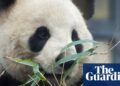 Black and white and despatched again over: finish of panda diplomacy as Japan returns bears to China | Japan Black and white and despatched again over: finish of panda diplomacy as Japan returns bears to China | Japan