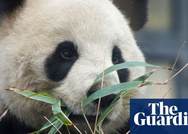 Black and white and despatched again over: finish of panda diplomacy as Japan returns bears to China | Japan