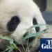 Black and white and despatched again over: finish of panda diplomacy as Japan returns bears to China | Japan