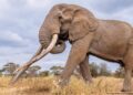 Kenya mourns demise of iconic elephant Craig – DW – 01/03/2026
