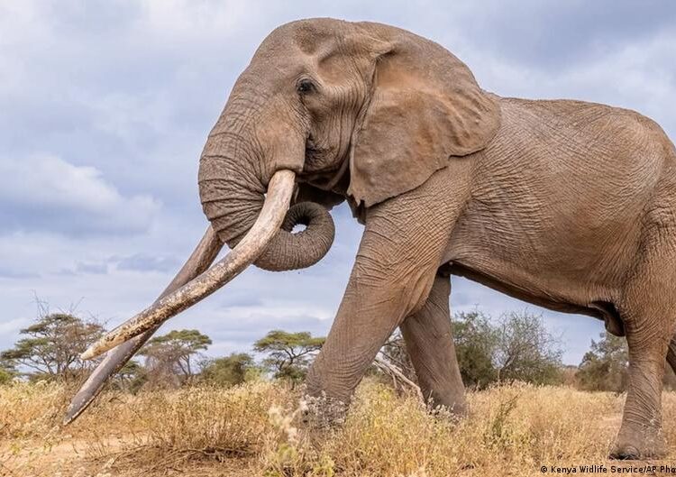 Kenya mourns demise of iconic elephant Craig – DW – 01/03/2026