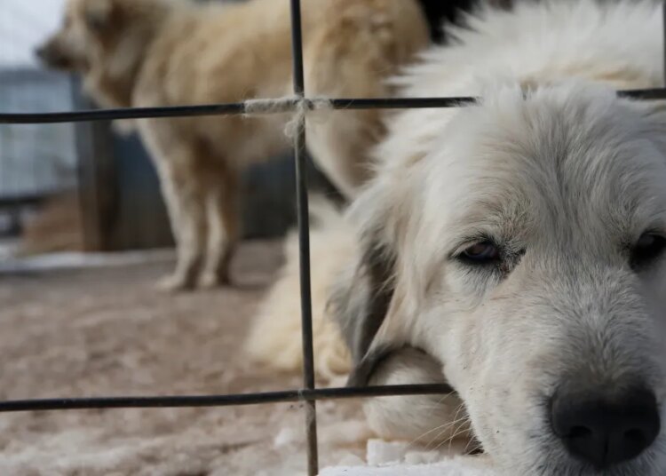 Trump has promised to assist animals and crack down on pet mills, canine combating, and animal experimentation. Will it observe via? Trump has promised to assist animals and crack down on pet mills, canine combating, and animal experimentation. Will it observe via?