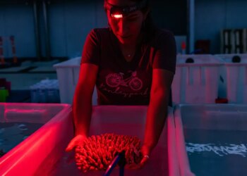 Nice Barrier Reef and local weather change: See the most important effort to avoid wasting Australia’s gem