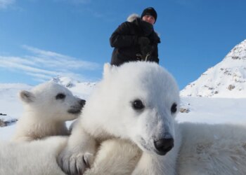 Polar bears and local weather change: New analysis in Norway has scientists baffled