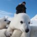 Polar bears and local weather change: New analysis in Norway has scientists baffled