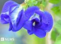 Indian farmers flip to ‘magical’ butterfly pea flower