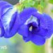 Indian farmers flip to ‘magical’ butterfly pea flower