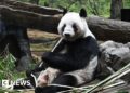Japan returns pandas to China amid strained ties