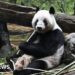 Japan returns pandas to China amid strained ties