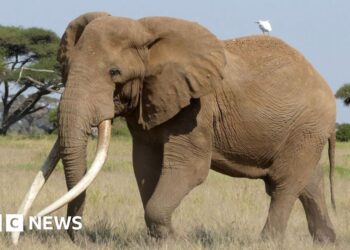 Craig the beer-ambassador elephant dies aged 54 Craig the beer-ambassador elephant dies aged 54