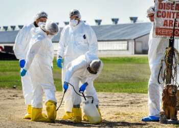 Colorado Lt. Gov. Dianne Primavera declares hen flu emergency in state