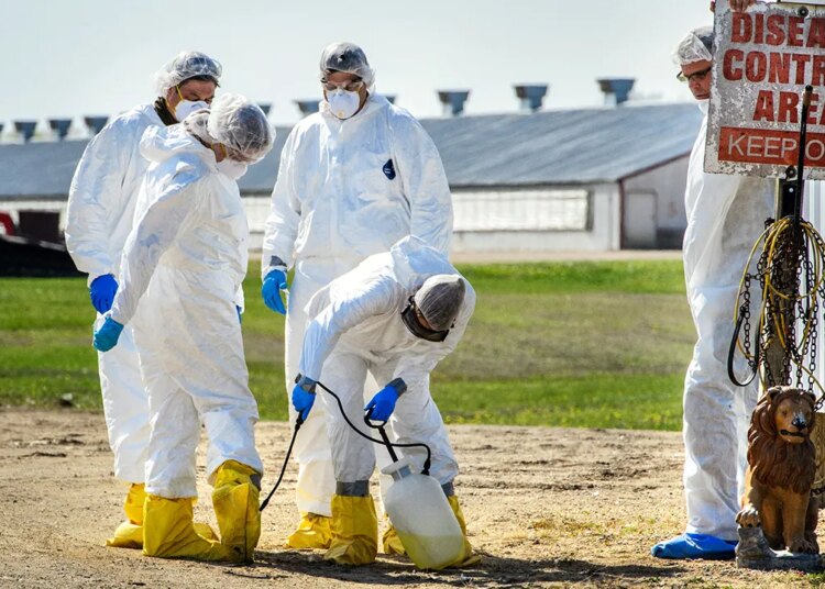 Colorado Lt. Gov. Dianne Primavera declares hen flu emergency in state