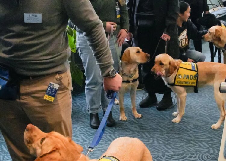 Why are there so many pretend service canine? Why are there so many pretend service canine?