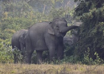 Rampaging elephant kills not less than 20 folks, together with kids, in India, officers say