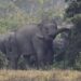 Rampaging elephant kills not less than 20 folks, together with kids, in India, officers say