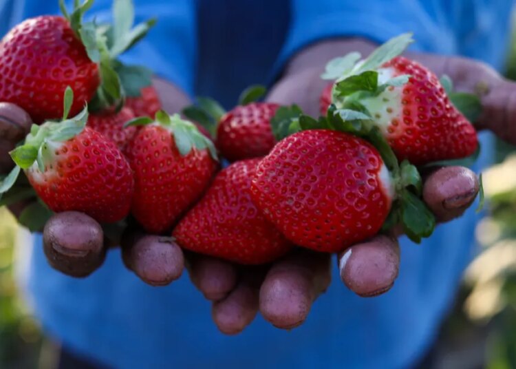 Discover “strawberry individuals” for nearer friendships Discover “strawberry individuals” for nearer friendships