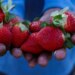 Discover “strawberry individuals” for nearer friendships