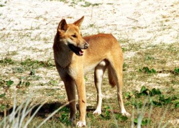 Canadian girl discovered lifeless on well-liked Australian seashore surrounded by wild canine