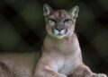 Deadly suspected mountain lion assault occurred weeks after one other encounter
