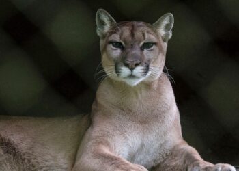Deadly suspected mountain lion assault occurred weeks after one other encounter