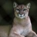 Deadly suspected mountain lion assault occurred weeks after one other encounter