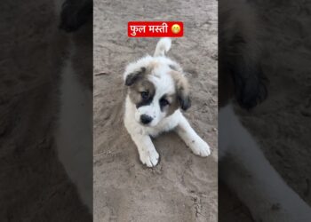 DOG FUNNY REACTION PART 3 #canine #humorous#trendingshorts #doge