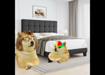 doge con derecho se revela