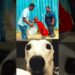 doge reacts to the WORST pranks – humorous canine movies #memes #humorous #viral