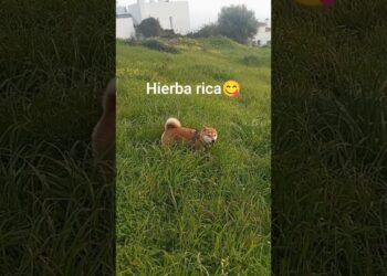 #shorts #shibainu #dogshorts #perros #doge