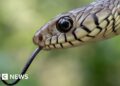 India's snakebite disaster is killing tens of hundreds yearly – BBC