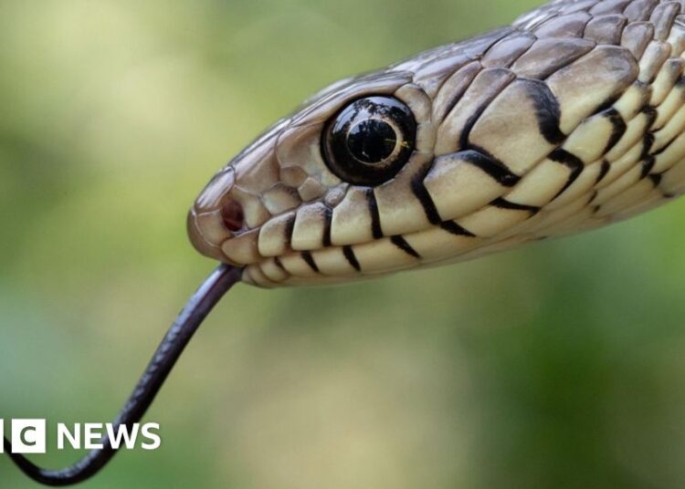India's snakebite disaster is killing tens of hundreds yearly – BBC India's snakebite disaster is killing tens of hundreds yearly – BBC