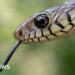 India's snakebite disaster is killing tens of hundreds yearly – BBC