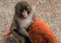 Punch the monkey, initially an outcast, finds some buddies (and the web’s assist)