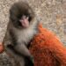 Punch the monkey, initially an outcast, finds some buddies (and the web’s assist)
