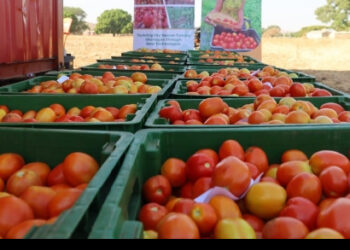 Ghanaian tomato merchants amongst victims of Burkina Faso terror assault