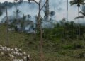 Beef, oil palm, and soy are killing forests in Brazil and the tropics