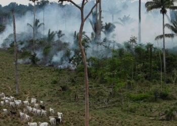 Beef, oil palm, and soy are killing forests in Brazil and the tropics Beef, oil palm, and soy are killing forests in Brazil and the tropics