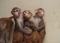 A significant US primate analysis middle may cease experimenting on monkeys A significant US primate analysis middle may cease experimenting on monkeys