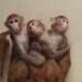 A significant US primate analysis middle may cease experimenting on monkeys