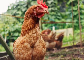 How “hen banana” explains Gen Alpha tradition