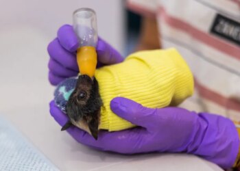 Pictures: Child flying foxes at Australia’s bat hospital in Queensland