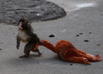 After lonely child monkey goes viral, his IKEA consolation toy sells out – The Washington Put up