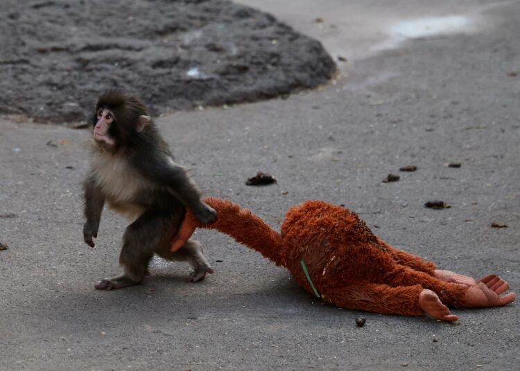 After lonely child monkey goes viral, his IKEA consolation toy sells out – The Washington Put up