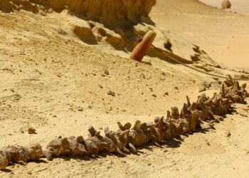 Scientists Uncover New Dinosaur Fossils with ‘Bizarre’ Options within the Distant Coronary heart of the Sahara