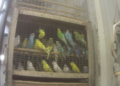 A lot of America’s pet parrots and parakeets come from factory-style “hen mills,” new investigation finds