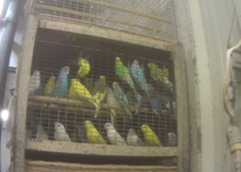 A lot of America’s pet parrots and parakeets come from factory-style “hen mills,” new investigation finds