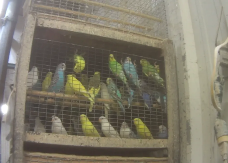 A lot of America’s pet parrots and parakeets come from factory-style “hen mills,” new investigation finds