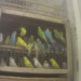A lot of America’s pet parrots and parakeets come from factory-style “hen mills,” new investigation finds