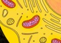 How mitochondria “remedy” grew to become the subsequent massive wellness pattern