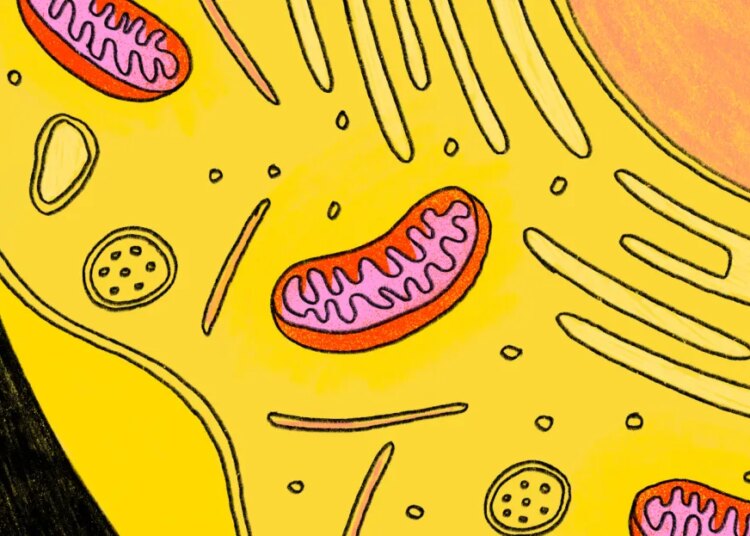 How mitochondria “remedy” grew to become the subsequent massive wellness pattern